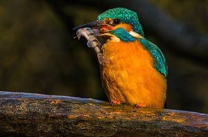 IJsvogel met visje van Conny Veenhuis-Lucas