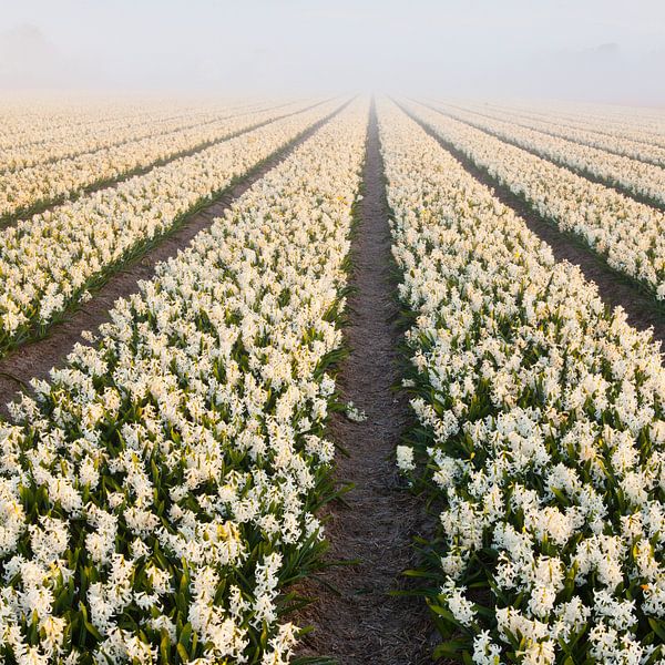 jacinthes dans la brume  par Arjan van Duijvenboden