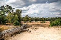 Tronc d'arbre couché au Kootwijkerzand