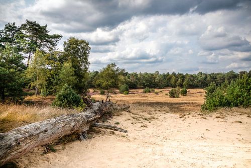 Liggende boomstam bij het Kootwijkerzand