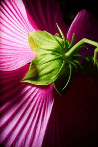 Achterkant Paarse Hibiscus 