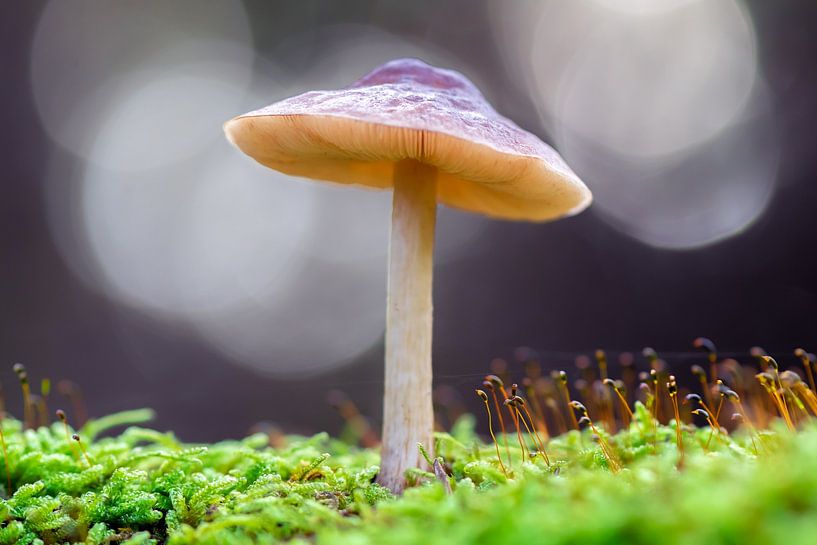 Pilze von Evelyne Renske