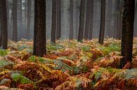 Automne dans la forêt près de Gemmenich et Sippenaeken par Henk Hulshof Aperçu