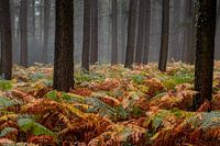 Autumn in the forest near Gemmenich and Sippenaeken