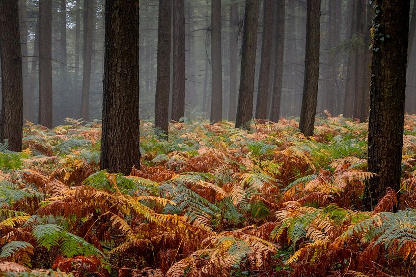 Automne dans la forêt près de Gemmenich et Sippenaeken par Henk Hulshof