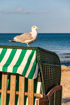 Zeemeeuw op een strandstoel op het eiland Rügen