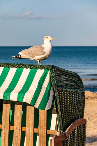 Zeemeeuw op een strandstoel op het eiland Rügen