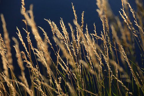 Grasses
