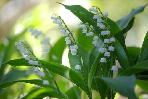 De lelietje-van-dalen ruiken in de tuinen