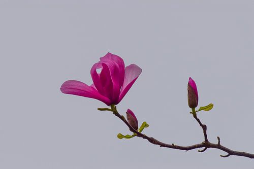 Magnolia Magenta