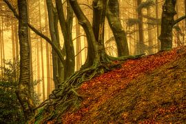 Verwurzelt und verwickelt von Lars van de Goor