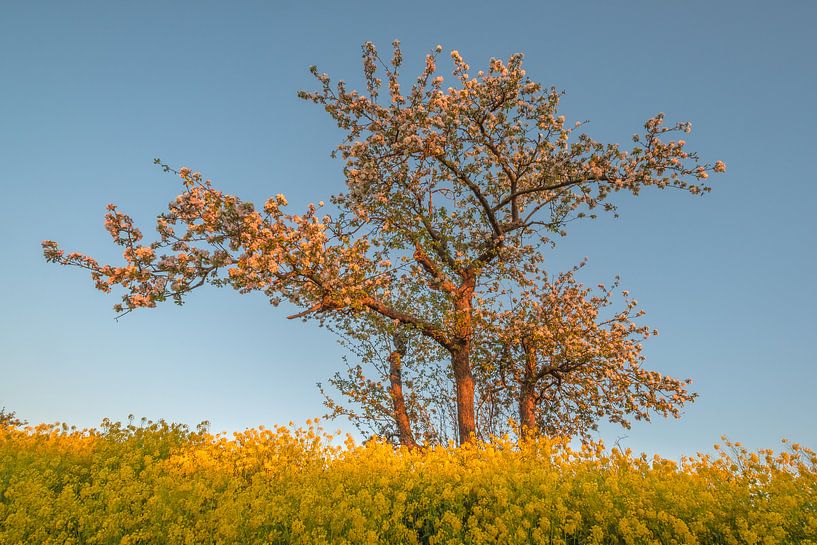 Rapeseed - Rape seed by Moetwil en van Dijk - Fotografie