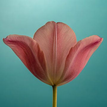 Kleurrijk vierkant: Roze tulp opent de blaadjes met turquoise - petrol van Marjolijn van den Berg