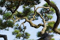 Oude boom in de Hama Rikyu tuin te Tokyo