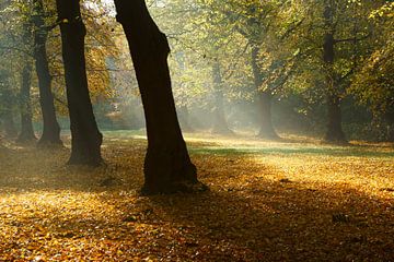 Herfst in het bos von Michel van Kooten