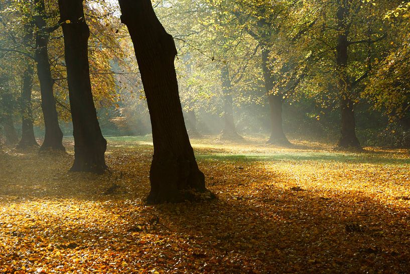 Herfst in het bos par Michel van Kooten