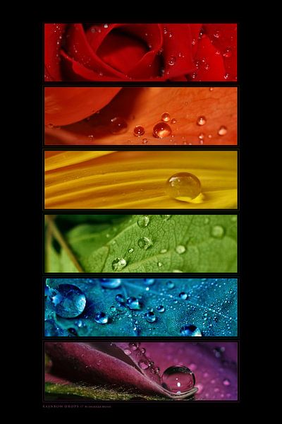 Macro - Regenboog van Angelique Brunas