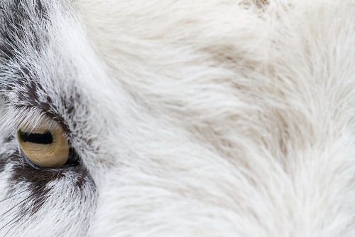 Portrait of a goat in Oosterhesselen