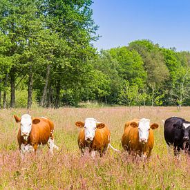 Koeien in de heidevelden van Drenthe nabij Orvelte van Marc Venema