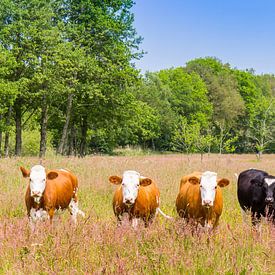 Kühe in den Mooren von Drenthe bei Orvelte von Marc Venema