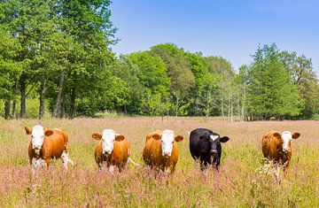 Vaches dans les landes de Drenthe près d'Orvelte