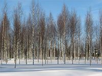 Berkenbos Lapland