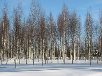 Berkenbos Lapland