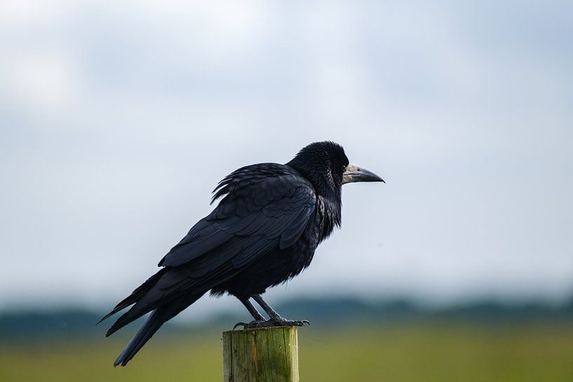 Cheeky crook by Joke Beers-Blom