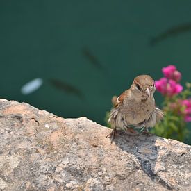 Beautiful bird Sirmione, Italië von Thomas Bellens