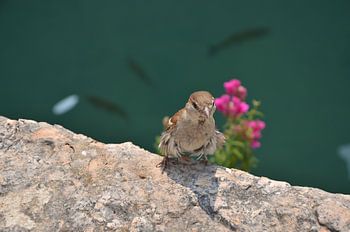 Beautiful bird Sirmione, Italië