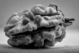 Walnut photographed up close.