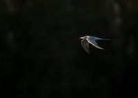 Lowkey common tern