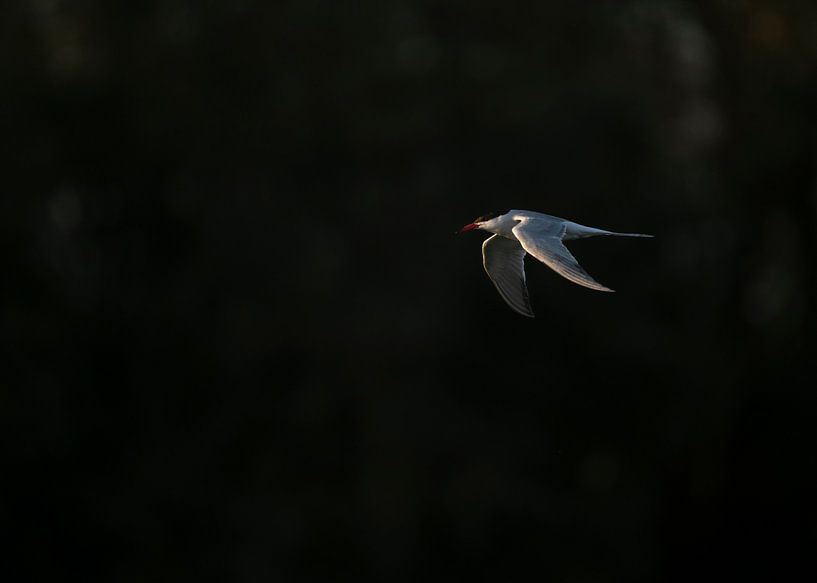 Lowkey common tern by Ronald Buitendijk Fotografie