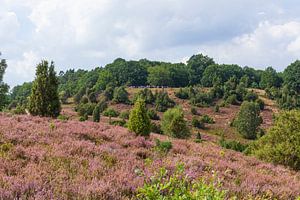 Heidelandschaft mit Heiedeblüte, Totengrund, Wilsede, Naturpark Lüneburger Heide, Niedersachsen, Deu