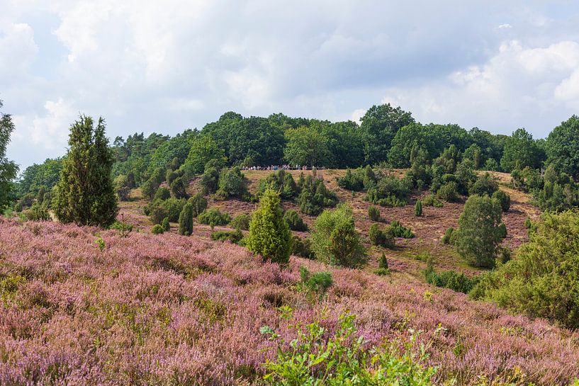 Heidelandschap met heidebloesem, Totengrund, Wilsede, Natuurpark Lüneburger Heide, Nedersaksen, Duit van Torsten Krüger