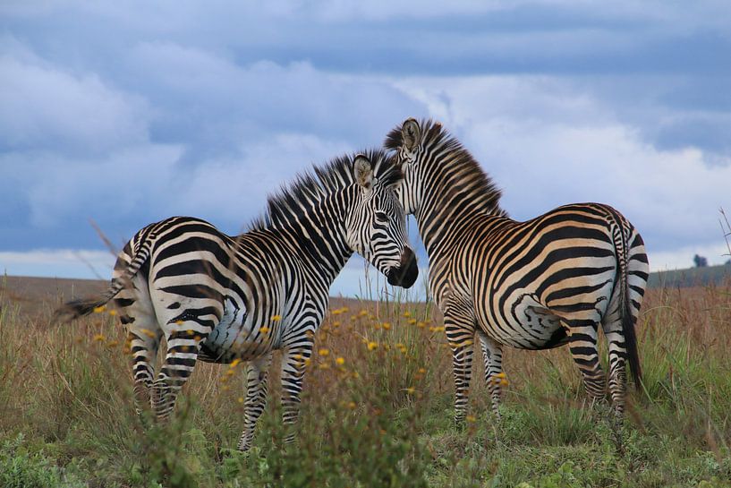 African zebra by Geert Neukermans