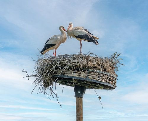 Witte ooievaars op hun nest