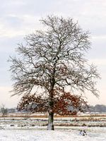 Een oude eik in de vier seizoenen - Winter