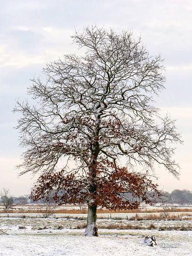 Een oude eik in de vier seizoenen - Winter