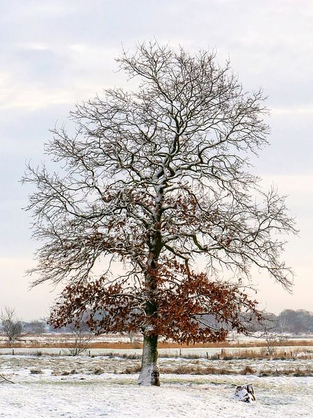 Un Vieux Chêne dans les quatre saisons - Hiver par Dieter König