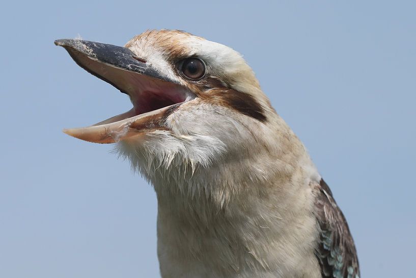 Kookaburra (Dacelo novaeguineae) by Ronald Pol