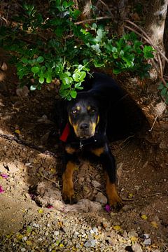 Schattige rottweiler puppy onder boom van Jochem van der Meer