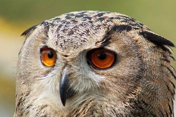Close-up of an eagle owl with bright orange eyes