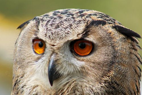 Close-up of an eagle owl with bright orange eyes
