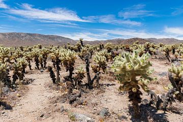 Cholla Cactus Garden in Amerika van Linda Schouw