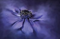 blue anemone