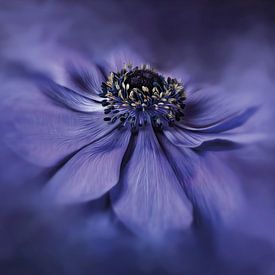 blauwe anemoon van Beate Wurster