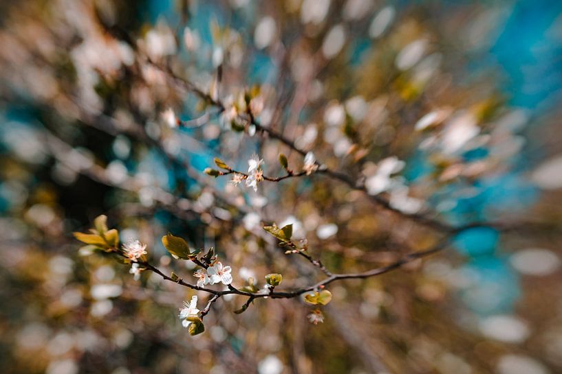 Jazzy Frühling von Hiske Boon