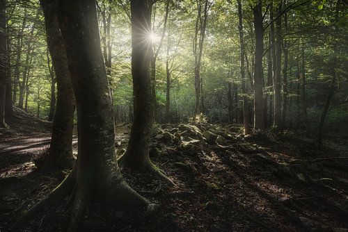 Drie bomen in het bos