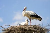 Ooievaar met jong op nest
